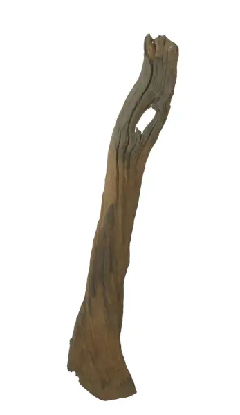 Product image of the product “Root made of teak wood, around 140 - 165 cm Height. May vary shapes. ”